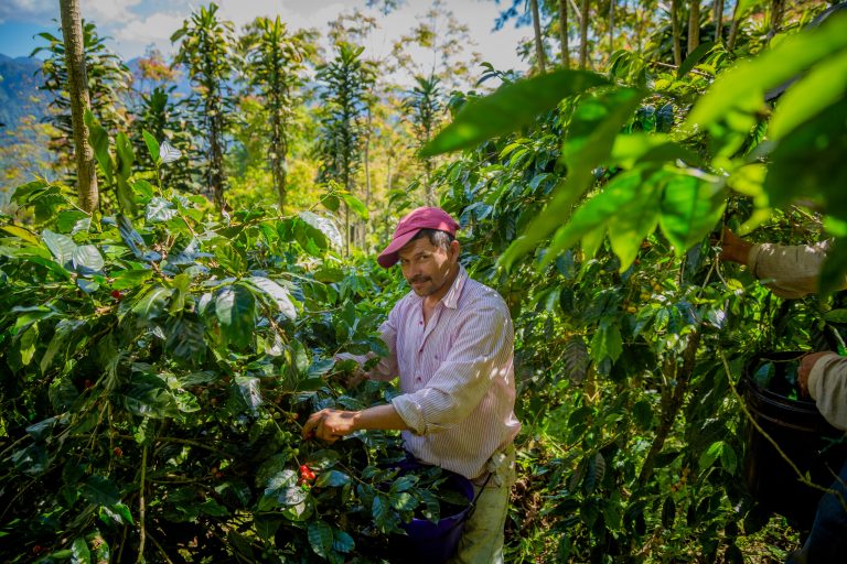 Organic Coffee GAIA, Honduras, 250 g. High quality speciality coffee