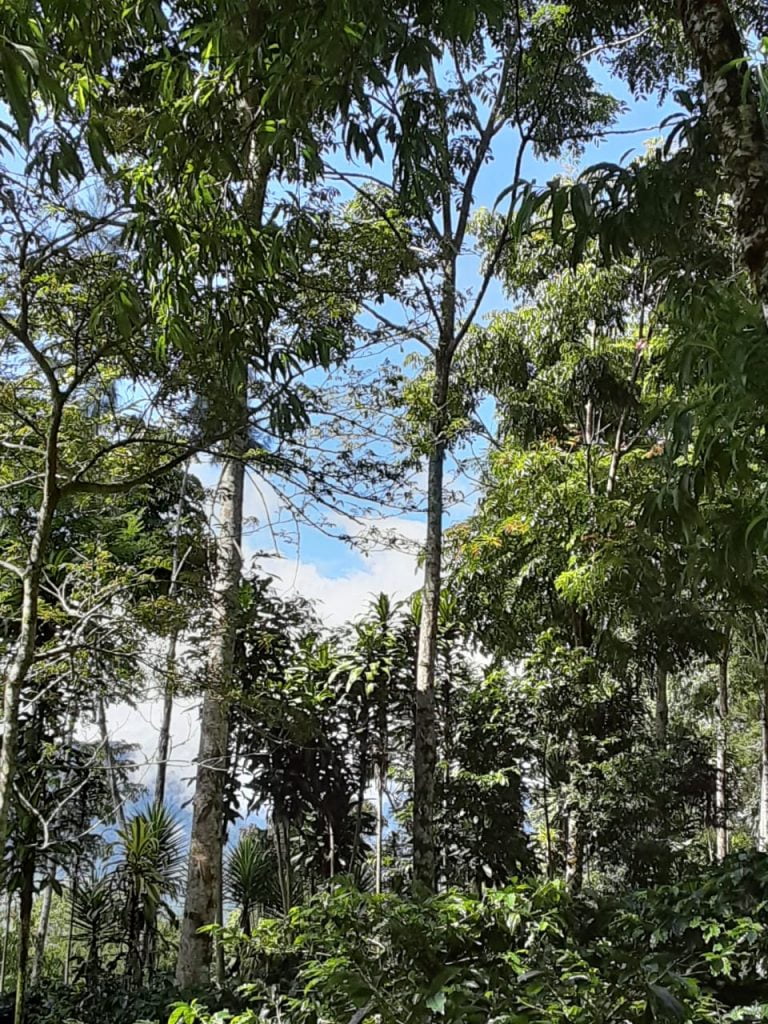Organic Coffee GAIA, Honduras, 250 g. High quality speciality coffee