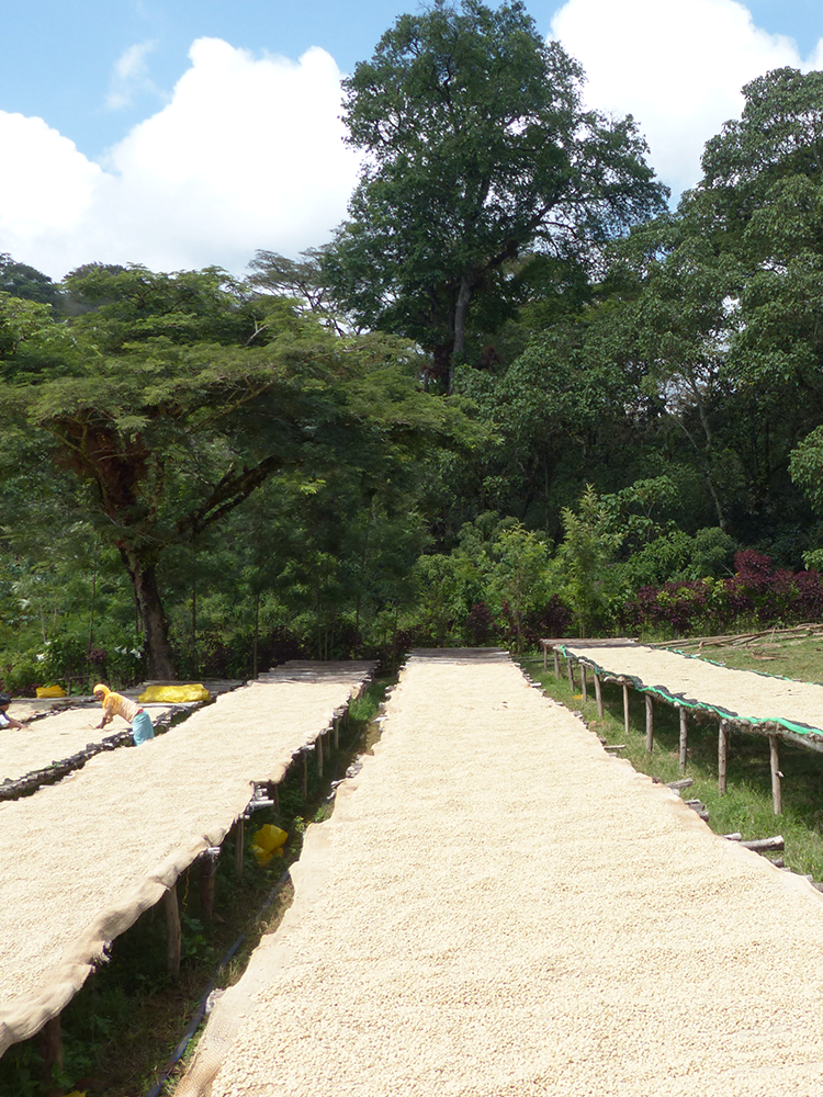 Organic coffee NANO CHALLA, Etiopía, 250 g. High quality speciality coffee