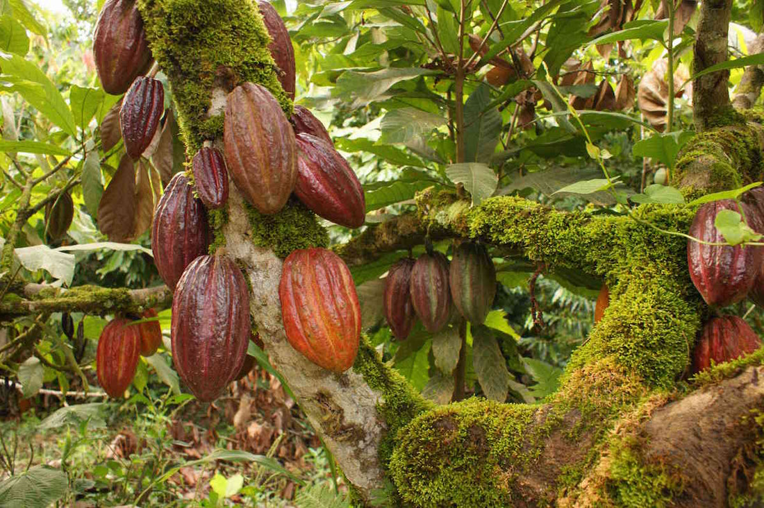 Discover the Rich Flavors of Nicaragua O'Tuma Cacao