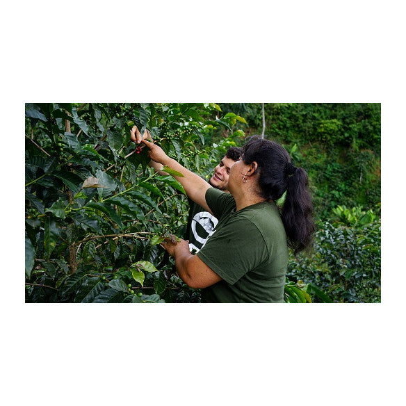 Biologische Koffie EL LAUREL, Peru, 250 g. Speciale koffie van hoge kwaliteit