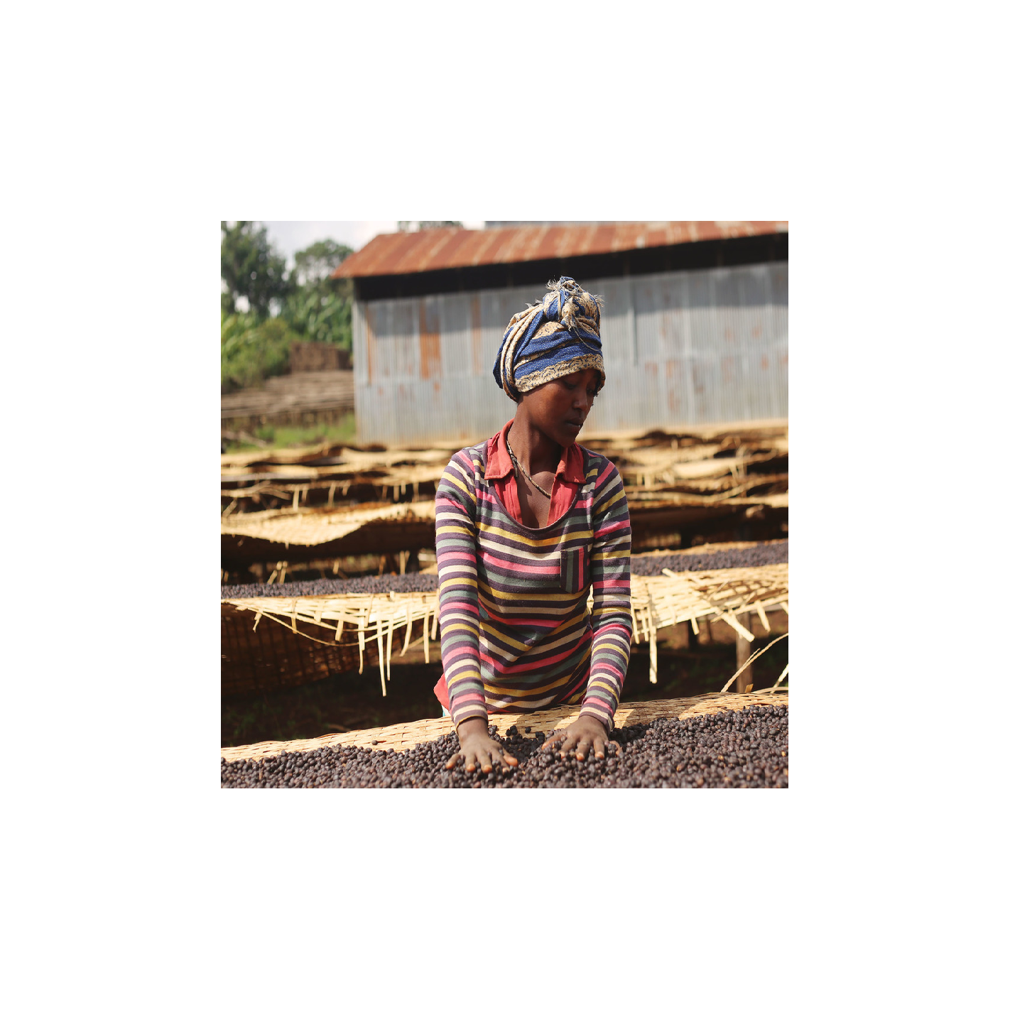 BLUE ADADO, Etiopija, 250 g. (Natūralus procesas). Aukštos kokybės rūšinė kava