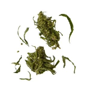 Infusion de flores de cáñamo
